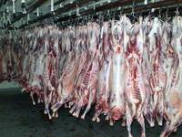 Sell Halal Goat Carcass 