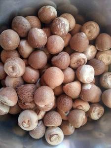 Wholesale whole betel nut: High Quality Betel Nuts
