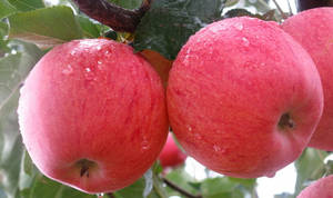 Wholesale Apples: New Season Fuji Apples Wholesale Fruit Prices