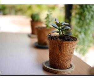 Wholesale ornament: Eco Coco Fiber Pot - Vietnamese Handicraft for Growing Root and Indoor Decoration