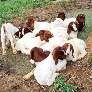 Wholesale pregnant: Boer Goat