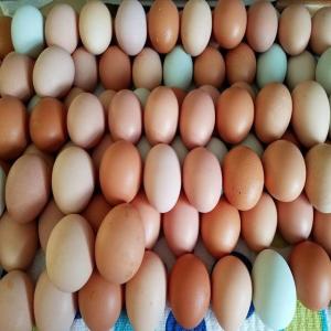 Wholesale refrigerant: Where To Purchase Quality White and Brown Table Egg