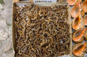 Wholesale small size: Where To Purchase Quality Dried Seahorse / Dried Sea Horse for Sale/ Sea Cucumber