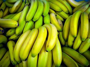 Wholesale cavendish: Purchase Quality Green Cavendish Banana , FRESH SWEET CAVENDISH BANANAS for SALE with BEST PRICE