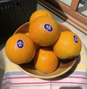 Wholesale Citrus Fruit: Quality Fresh Valencia Orange / Orange Fruit  Wholesale for Fresh Orange / Navel Orange