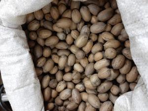 Wholesale friends: Where To Purchase Quality Good Quality Pecans Top Grade Pecan Nuts Low Prices