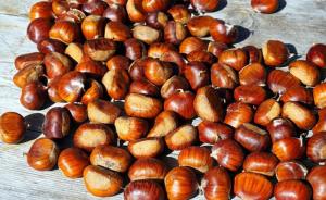 Wholesale nut: Where To Purchase Top Grade Chest Nuts, in Shell Chestnut Chestnut Kennel Raw Fresh Chestnuts