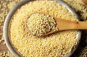 Wholesale natural products: Bulk Sale Hulled Millet Yellow Good Price Organic Millet Grains Yellow Broomcorn Millet for Bird