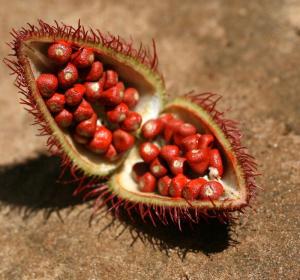Wholesale raw product: Where To Purchase Quality Natural Red Dried Annatto Seed Bulk Quantity