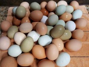Wholesale small size: Where To Purchase Quality Organic Brown / White Fresh Chicken Table Eggs