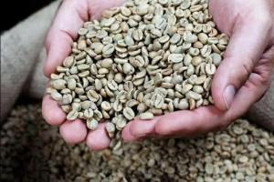 Wholesale arabica: Purchase Quality Washed Arabica Green Coffee Beans Grade / Unwashed Arabica Green Coffee Beans Grade