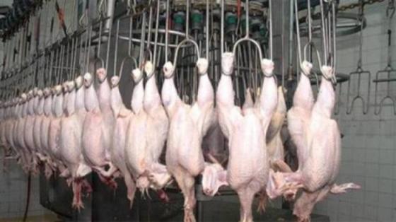 Sell Frozen Whole Chicken Halal Certified Brazil.