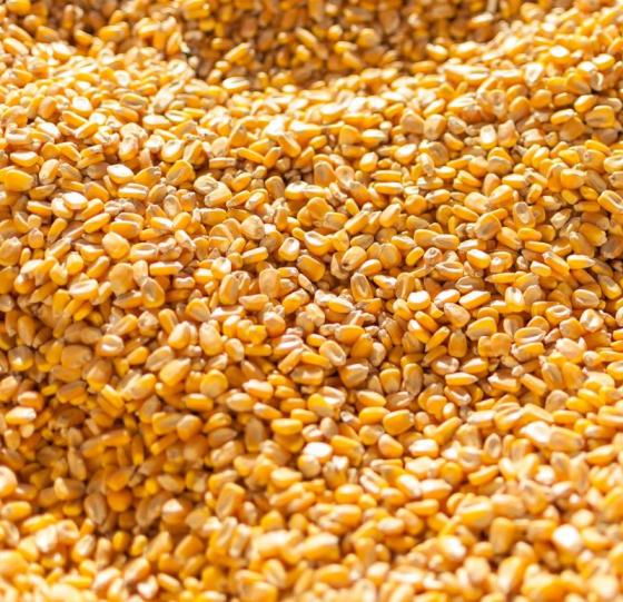 Sell Dry Yellow Corn For Animal Feed Wholesale