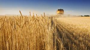 Wholesale corn powder: Flour, Other Grain