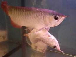 two headed arowana