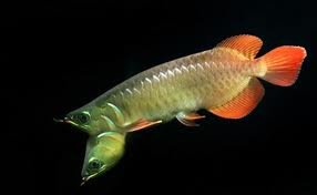 two headed arowana