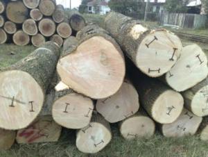 Wholesale bending: White Ash Logs and Lumber