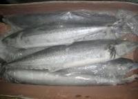 Frozen Chum Salmon Fish/Fillet