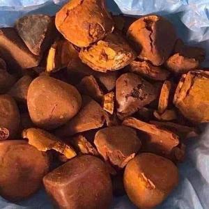 Wholesale numbers: Haoze Supply Ox Gallstones and Cow Bezoar Cow Gall Stones Ox Gallstones From Malaysia