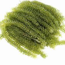 Wholesale vietnamese seaweed: Whole Sale High Quality and Good Price Sea Grapes