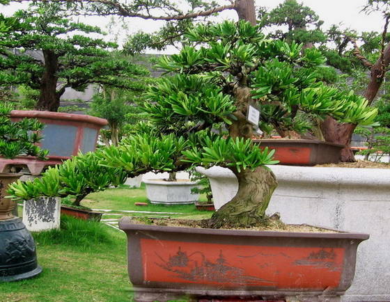 Export Podocarpus Bonsai, Ficus, Cycas, Mango(id:1848316). Buy China ...