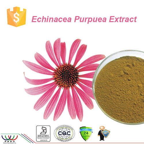 Sell chicoric acid Echinacea purpurea extract