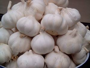 Wholesale beneficiation: Fresh White Garlic