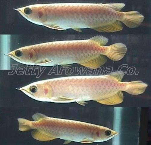 Top-Quality-Tropical-Asian-Super-Red-Arowana-Silver-Arowana-%26-Others-for-Sale.jpg