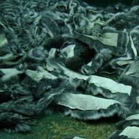 Buy Chinchilla Scrap