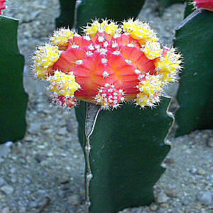 Little Cactus Plant