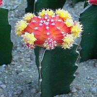 Little Cactus Plant