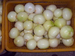 Wholesale onion price: Peeled Onion