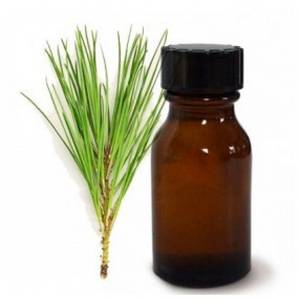 Wholesale tea extract: Scotch Pine Essential Oil