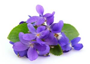 Wholesale hair colors: Violet Essential Oil