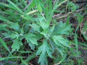 Wholesale therapeutic medical: Wormwood Essential Oil