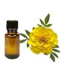 Wholesale aroma herb: Zedoaria Essential Oil