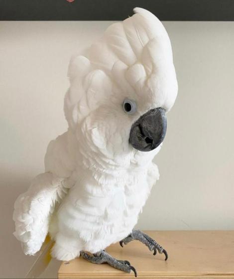 AAA WHITE PARROT Solid plastic toy WILD ZOO animal BIRD Crested Cockatoo NEW 