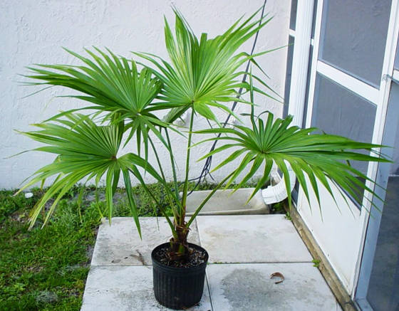 Фото комнатных растений похожих на пальму Triangle Palm(id:3918927). Buy Palms, Plants, Big Trees - EC21