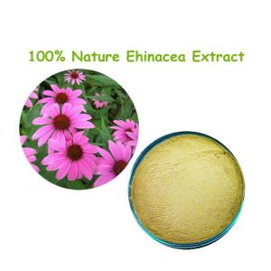 Wholesale red ginseng: Echinacea Purpurea Extract 4% Polyphenols HPLC