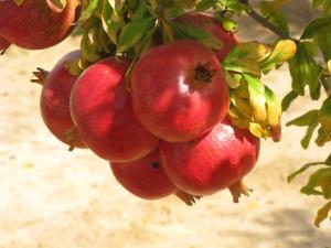 Wholesale brand labels: Fresh Pomegranate Fruits