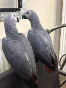 Wholesale conures parrots: Birds