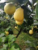 Fresh Fruits,Euleka Lemon,Juicy Lemon On Sale