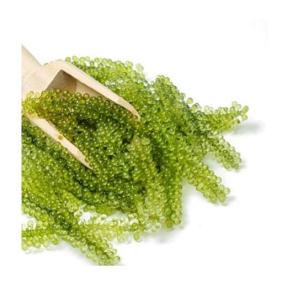 Wholesale seaweed food: Best Selling Export Quality Vietnam Dehydrated Sea Grape Seaweed Safe and Healthy Food