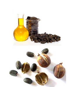 Wholesale Jatropha Seeds: Jatropha Oil