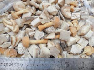 Wholesale oyster mushroom: Frozen Mixed Mushrooms