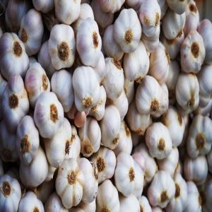 Wholesale mold: Garlics