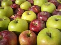 Organic Apple Fruit