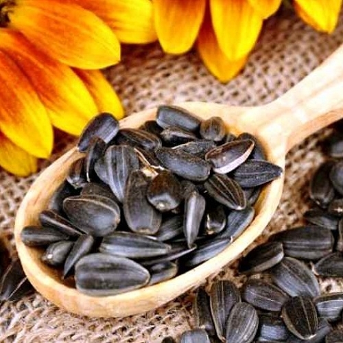 Ukrainian High Quality Sunflower Seeds(id:10898909). Buy Ukraine ...