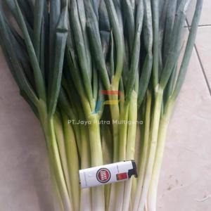 Wholesale good quality onion: Scallion