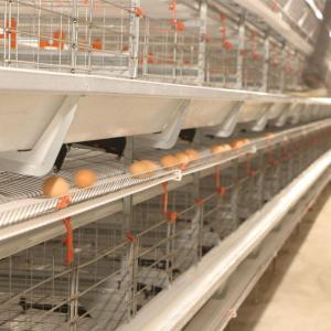 Wholesale chicken eggs: Automatic Battery Egg Layer Chicken Cage System